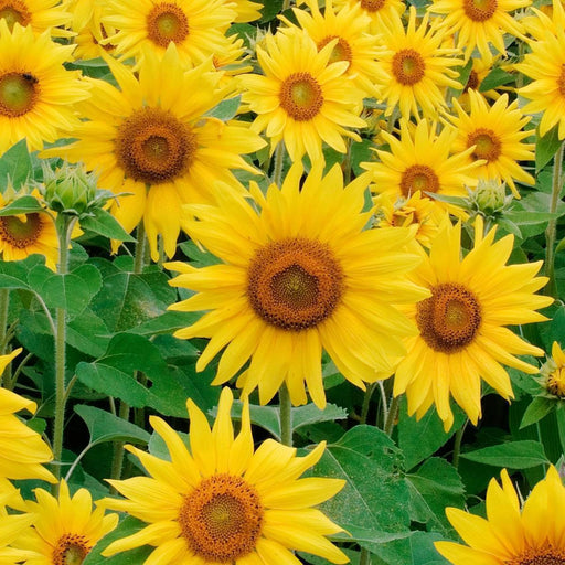 Sunflower Seeds - goodieland.com.au