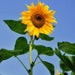 Sunflower Seeds - goodieland.com.au